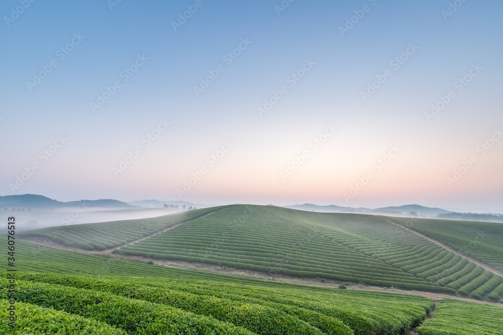 tea plantation landscape in dawn