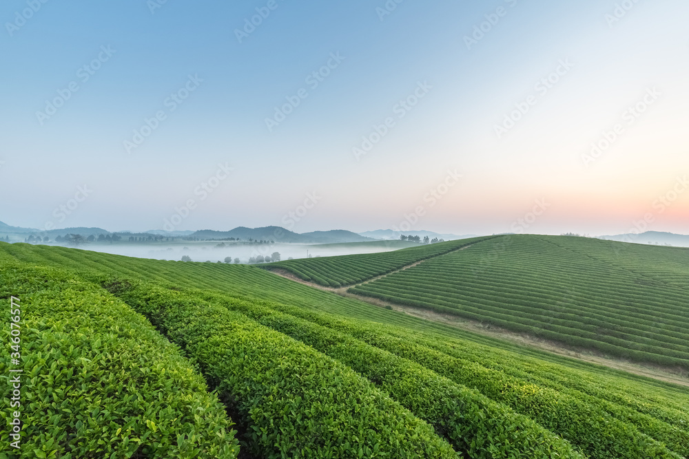 日出时有薄雾的茶园