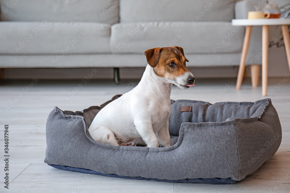 Cute dog in pet bed at home