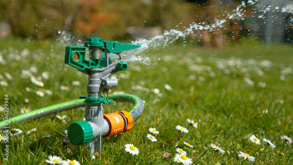 CLOSE UP Automatic sprinkler waters a lush green lawn full of blossoming daisies