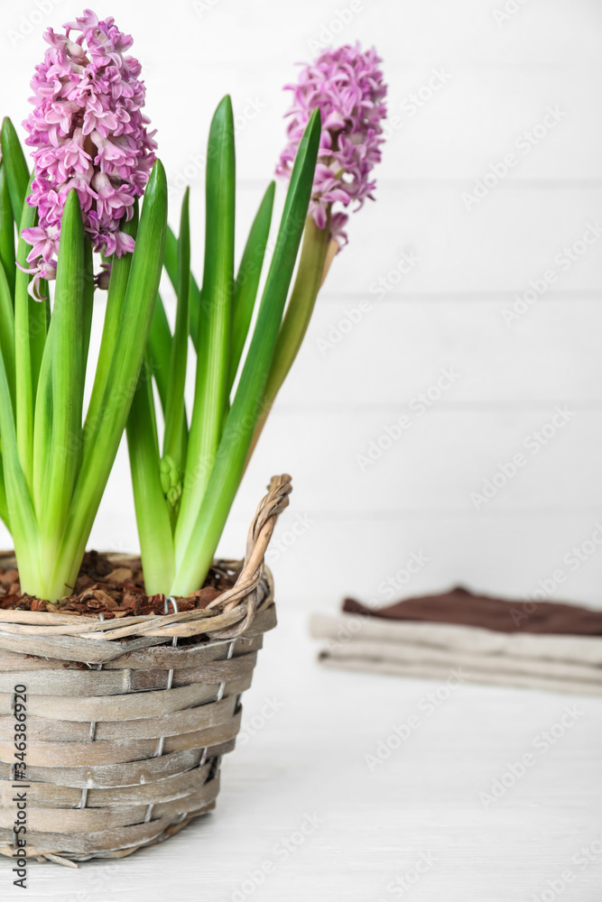 Basket with beautiful hyacinth flowers on table