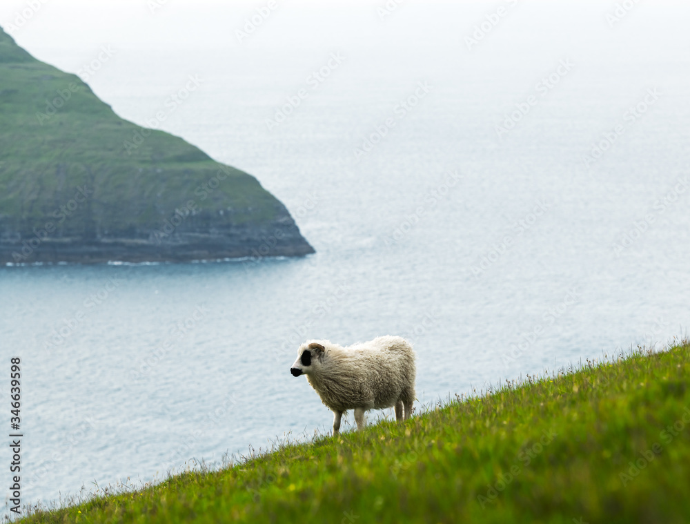 Morning view on the summer Faroe islands with sheep on a foreground. Streymoy island, Denmark. Lands