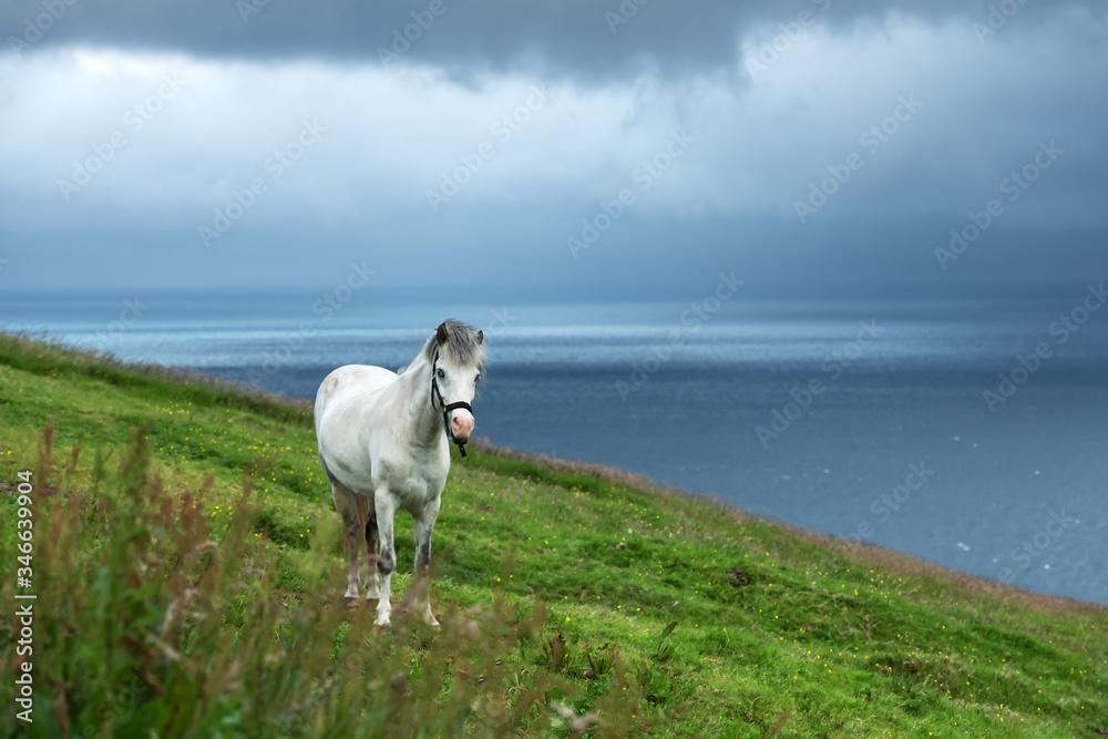 White faroese horse on green lawn. Atlantic ocean and island on background