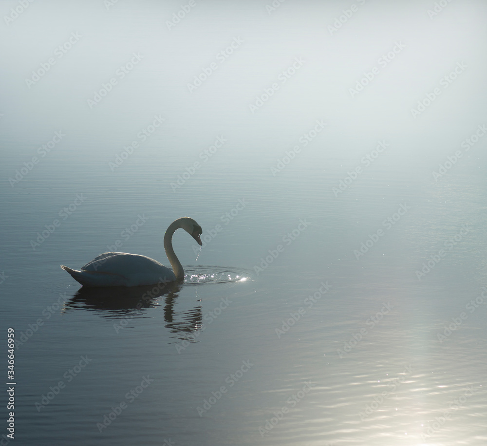 Backlit beautiful swan dripping wate in lake, making ripple