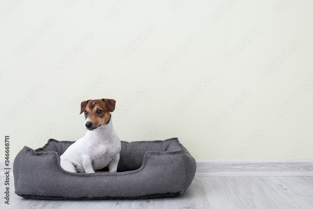 Cute dog in pet bed near light wall