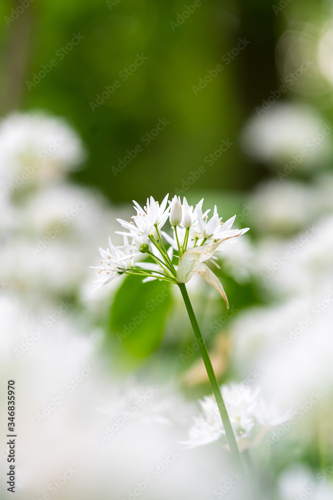 Wild carlic white flower in bloom