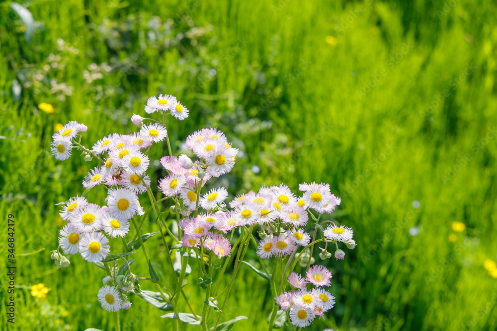 新緑の野に咲く姫女苑