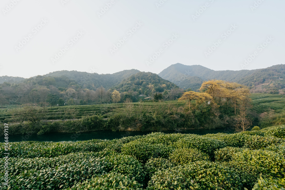 tea plantation