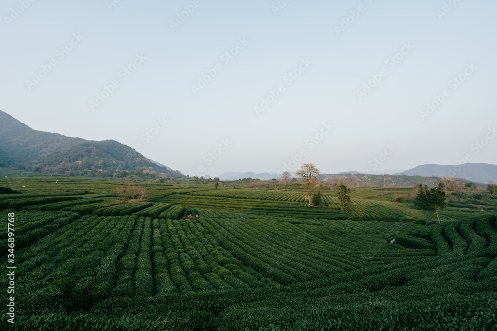 tea plantation