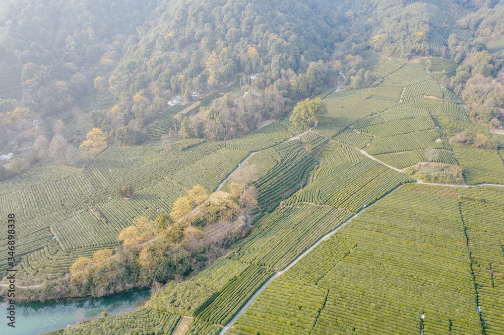 tea plantation