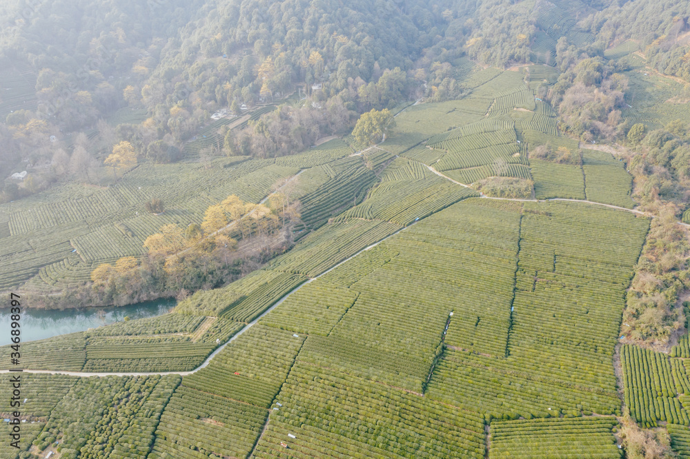 tea plantation