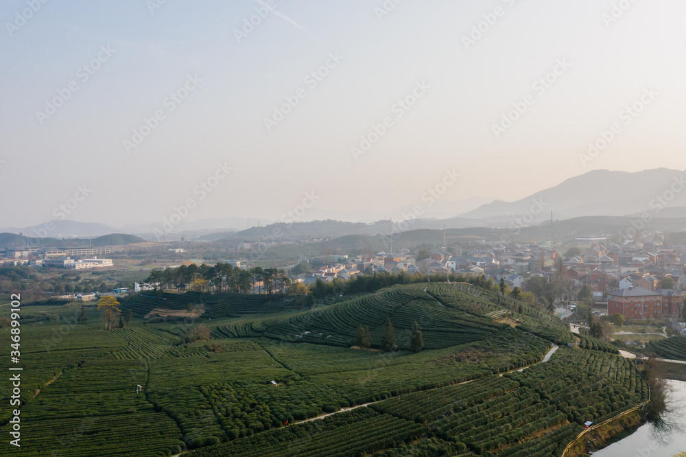 tea plantation