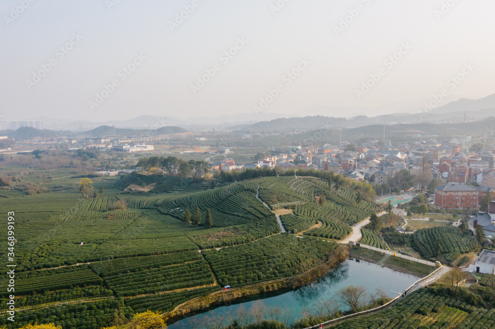 tea plantation