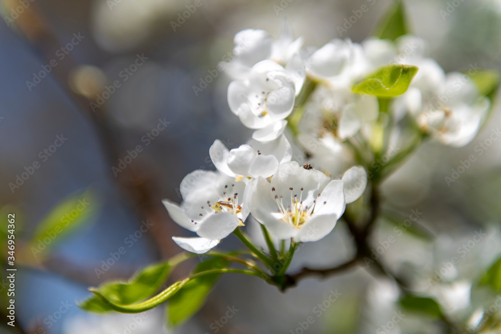 梨树开花