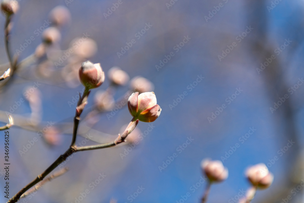 Apple Blooms on a tree