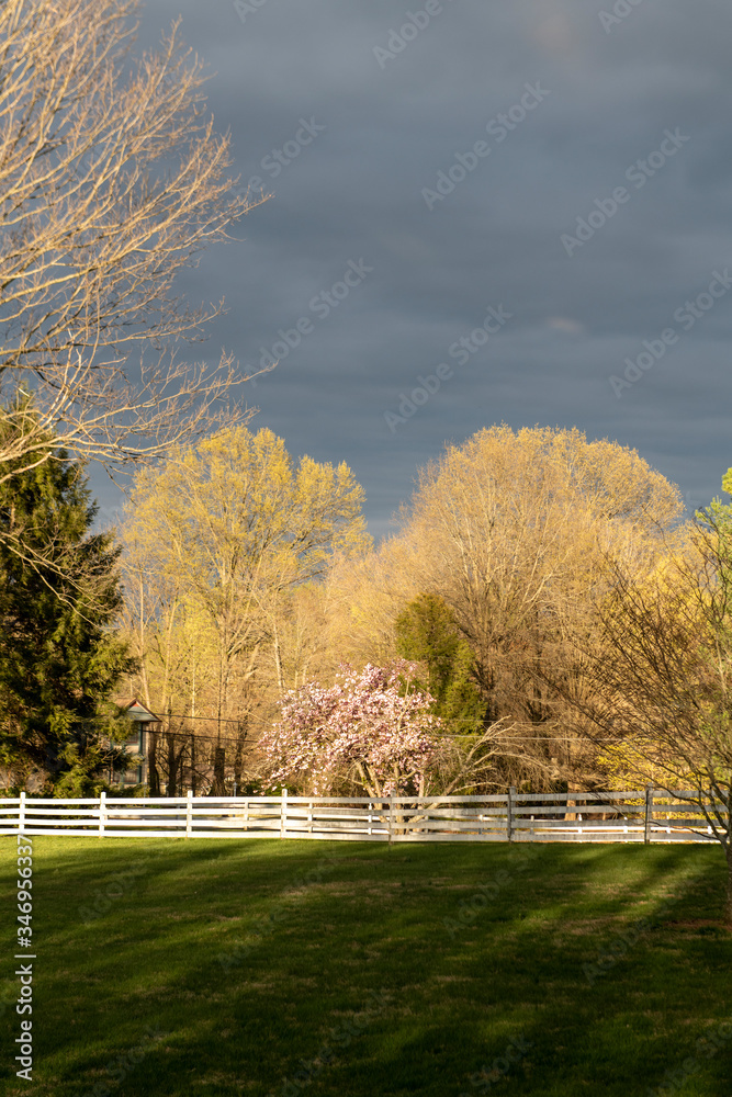 Sunset on trees with thunderstorm in background