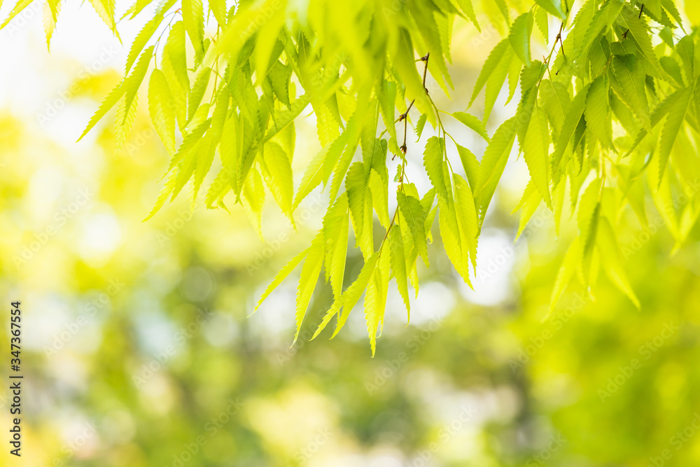 太陽の光が当たる新緑の葉