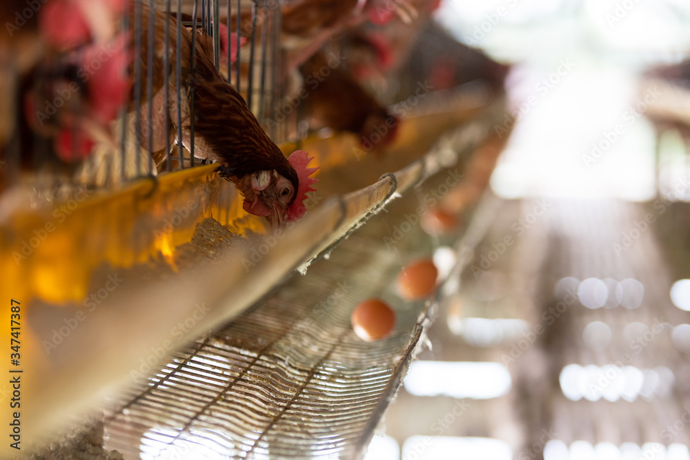 chicken farm, production of Chicken for eggs,.Eggs in tray. chickens eating food.