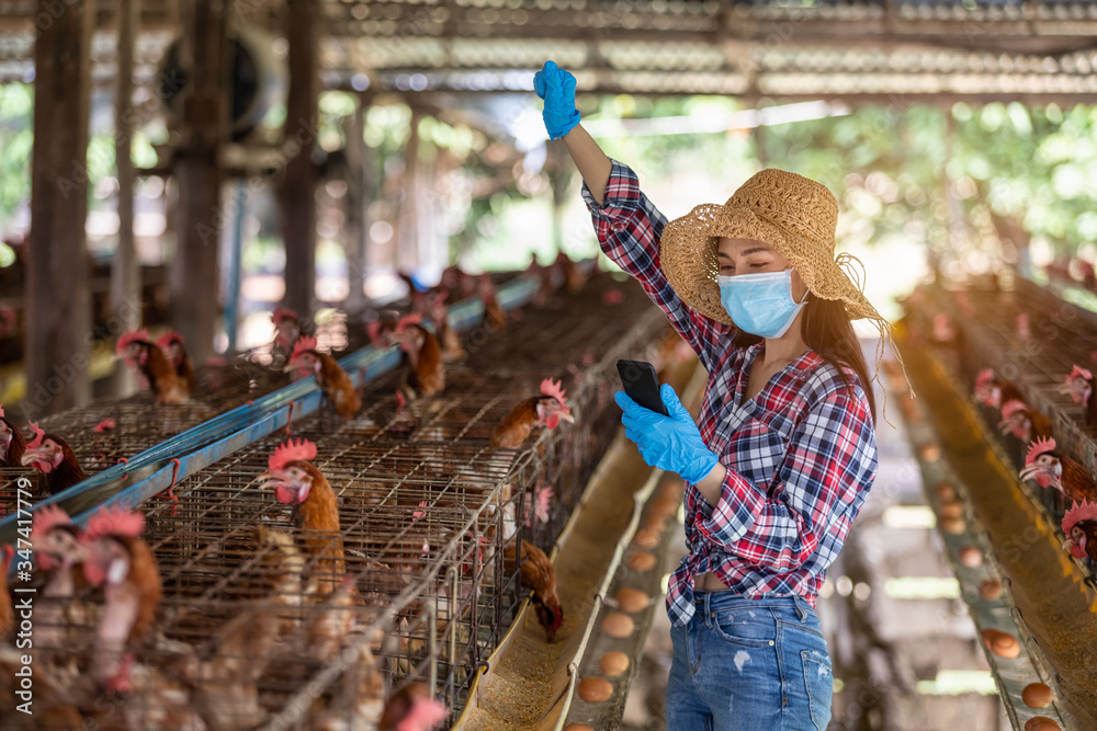 Asian farmers wear gloves and a mask Sales success live chicken eggs online at the chicken egg farm 