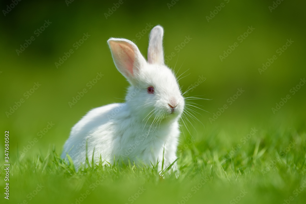 Funny  little white rabbit on spring green grass