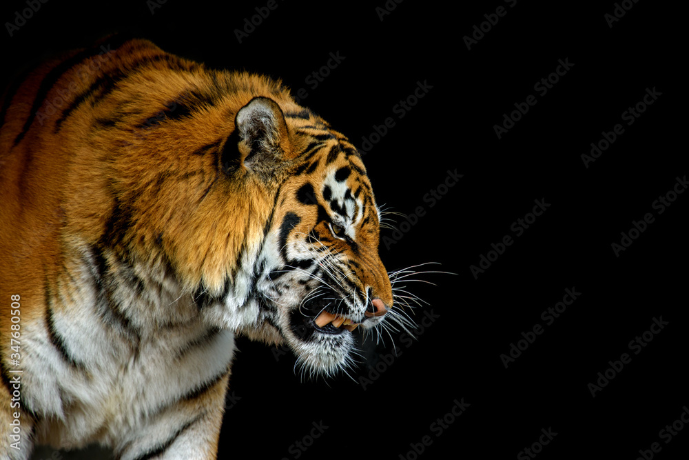 Close up big tiger isolated on black background