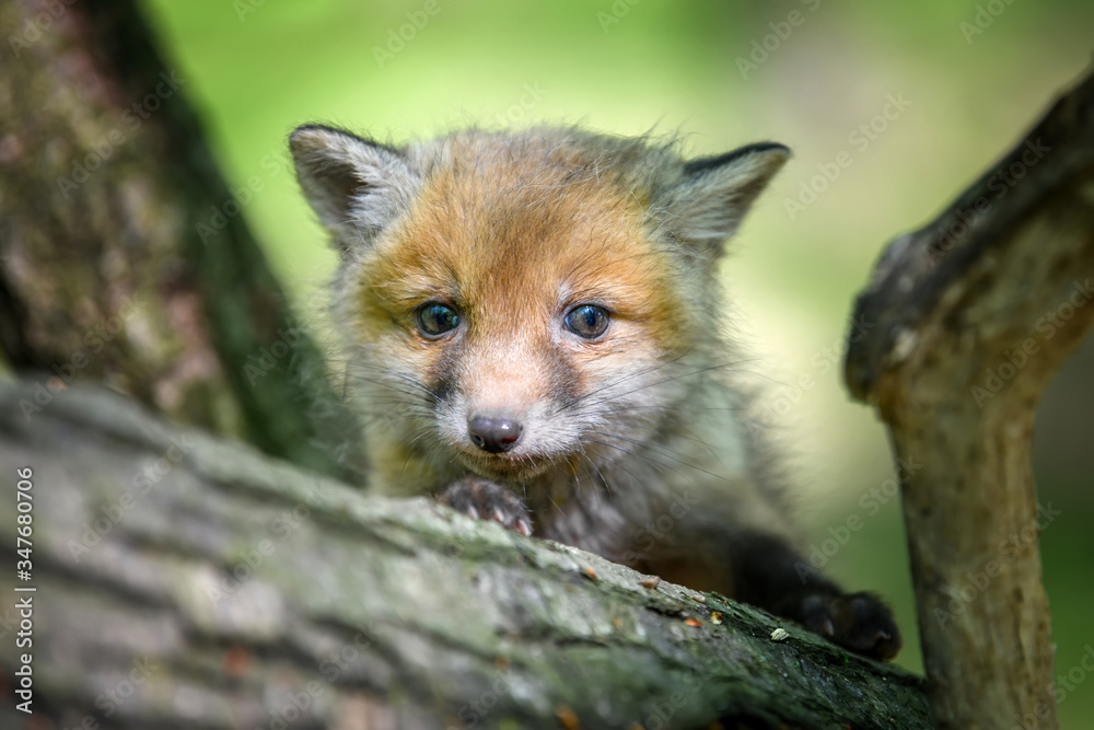 赤狐，vulpes vulpes，树枝上森林里的小幼崽