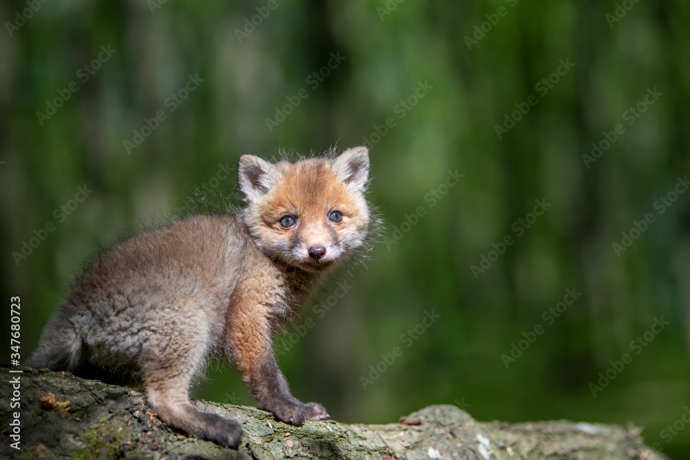 赤狐，vulpes vulpes，树枝上森林里的小幼崽