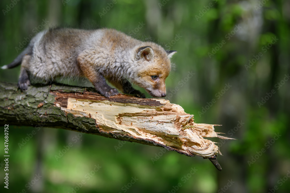 赤狐，vulpes vulpes，树枝上森林里的小幼崽