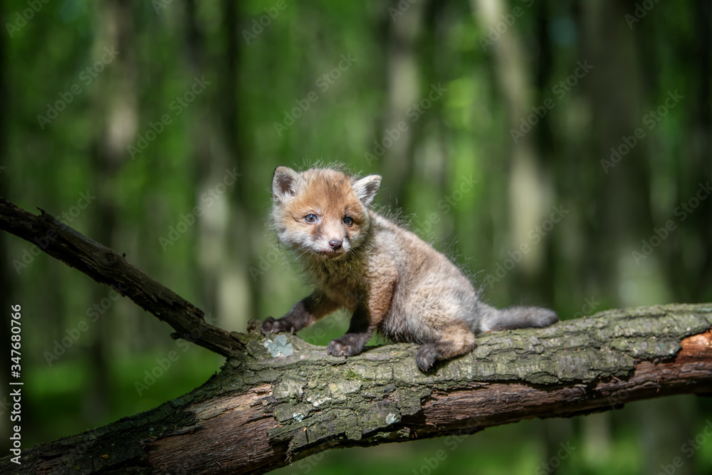 Red fox, vulpes vulpes, small young cub in forest on branch