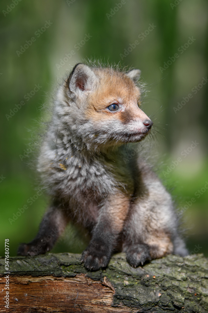 Red fox, vulpes vulpes, small young cub in forest on branch