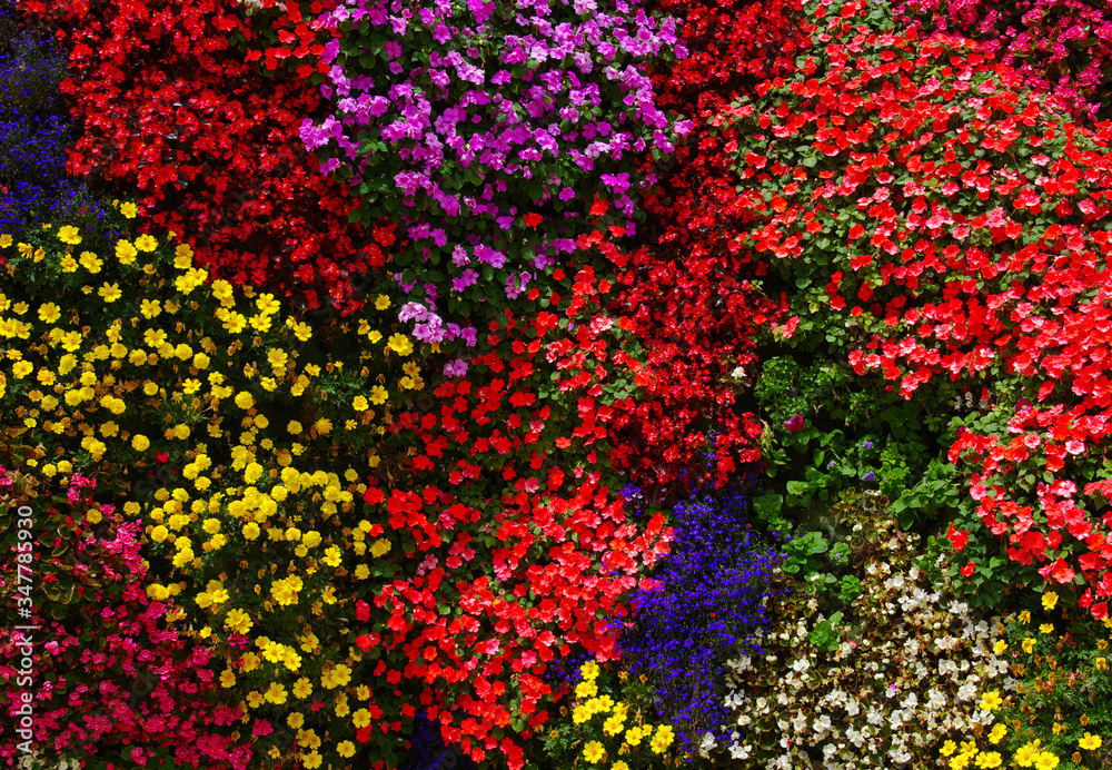 flowers background bright and colorful