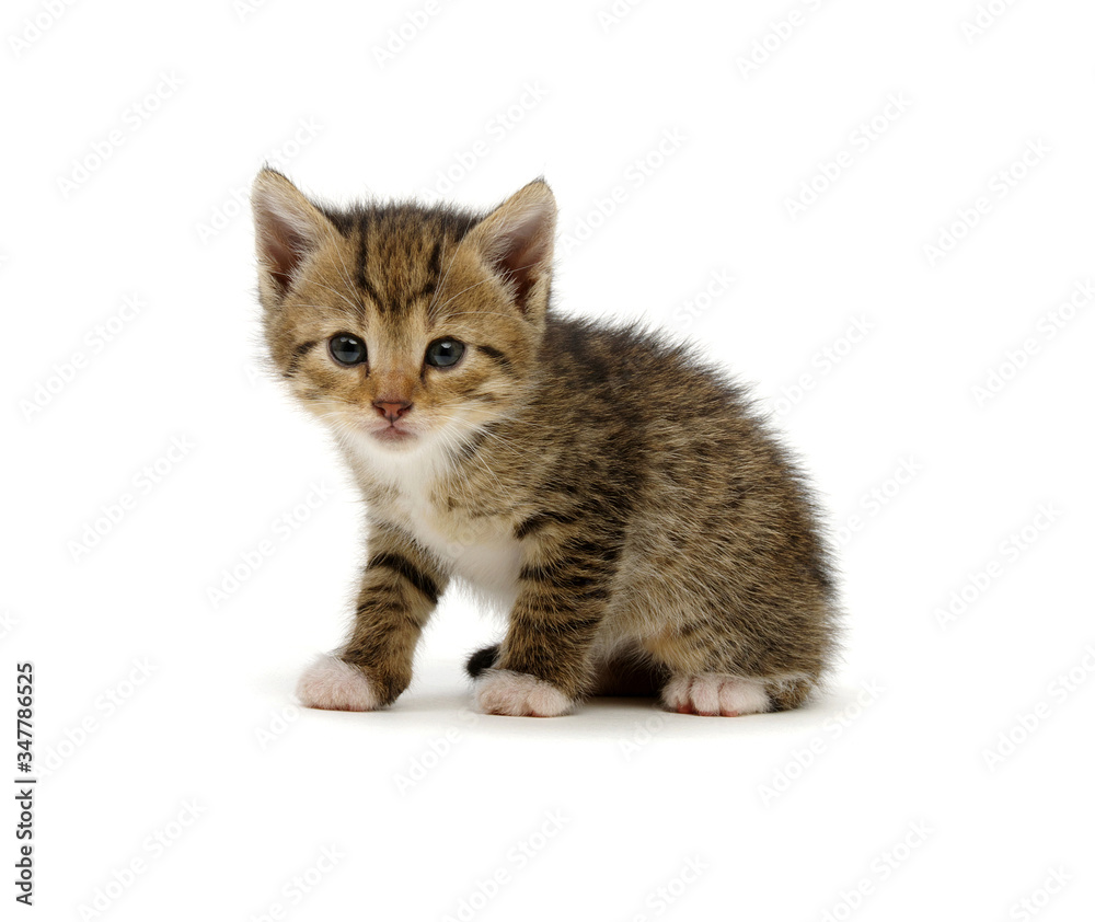 Cute tabby kitten isolated on white