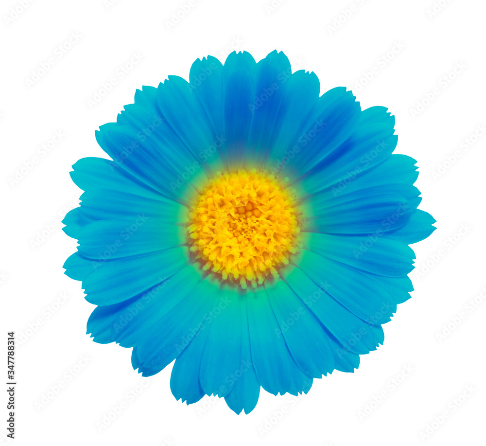 blue flower on a white