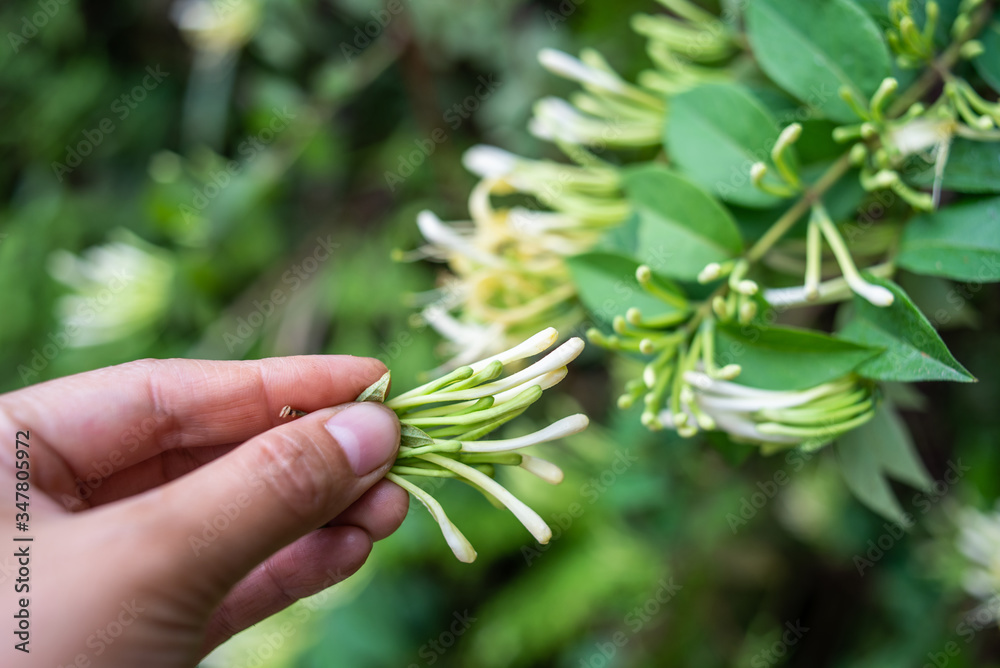 在森林里采摘野生金银花