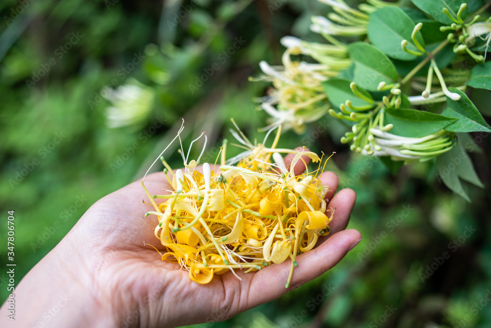 手持采摘野生金银花