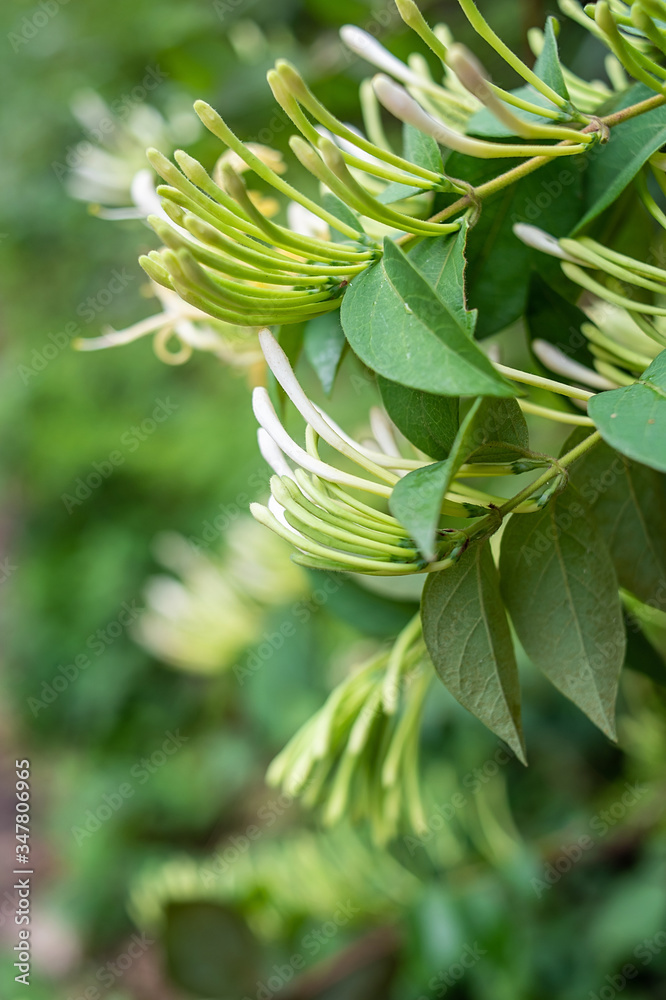 Wild Chinese herbal medicine honeysuckle in the forest