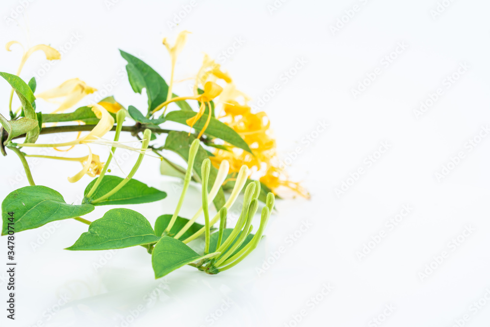 Wild honeysuckle blooming on white background