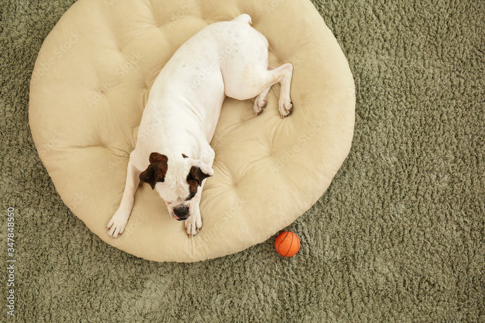 Cute dog lying on pet bed at home