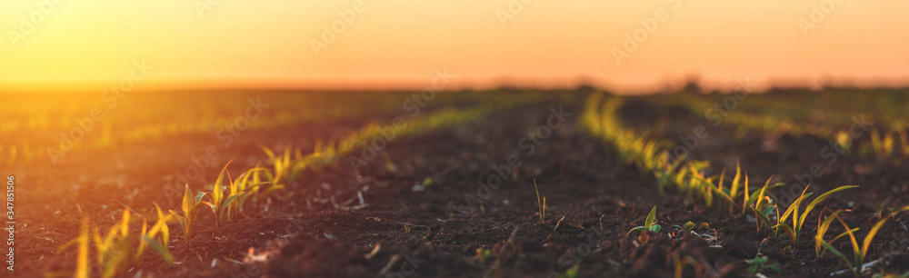 fertile agricultural fields for sowing and growing crops