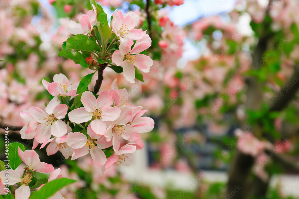 Beautiful blossoming tree outdoors, closeup