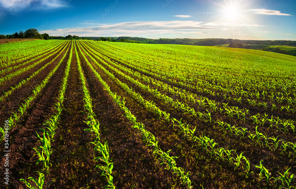 Agriculture shot: rows of young corn plants growing on a vast field with dark fertile soil leading t