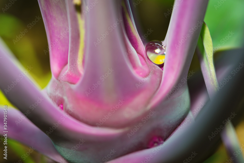 Detail of young fresh head of purple kohlrabi with water drop growing in homemade greenhouse. Side v