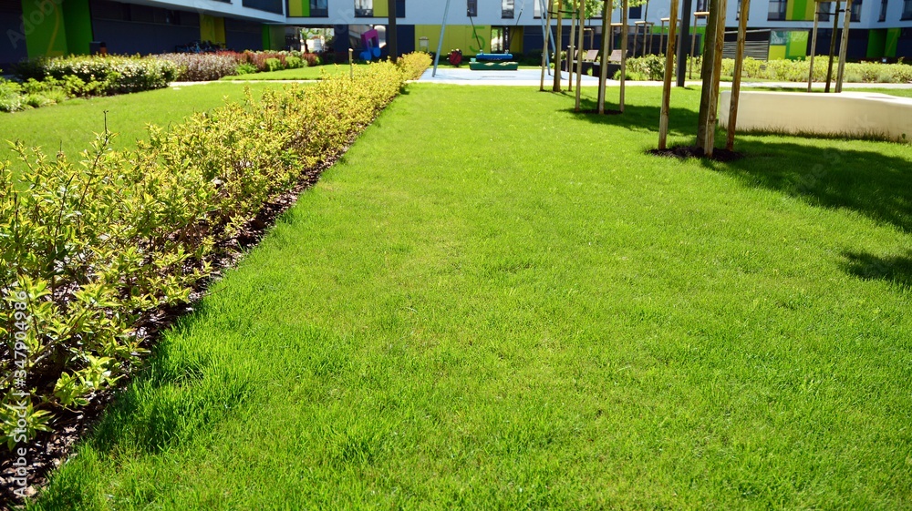 Ornamental shrubs and plants near a residential city house