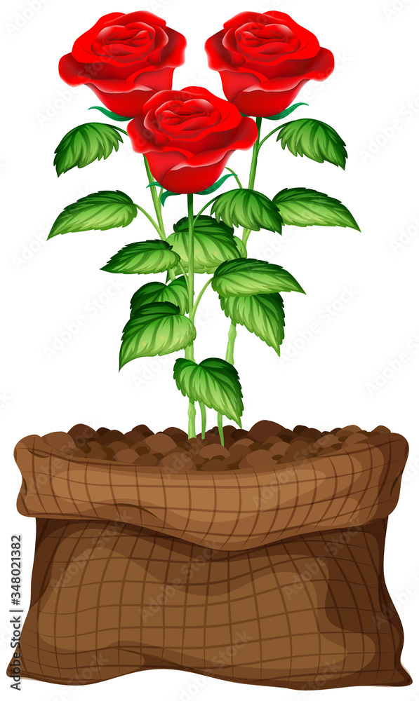 Red roses growing in brown bag on white background