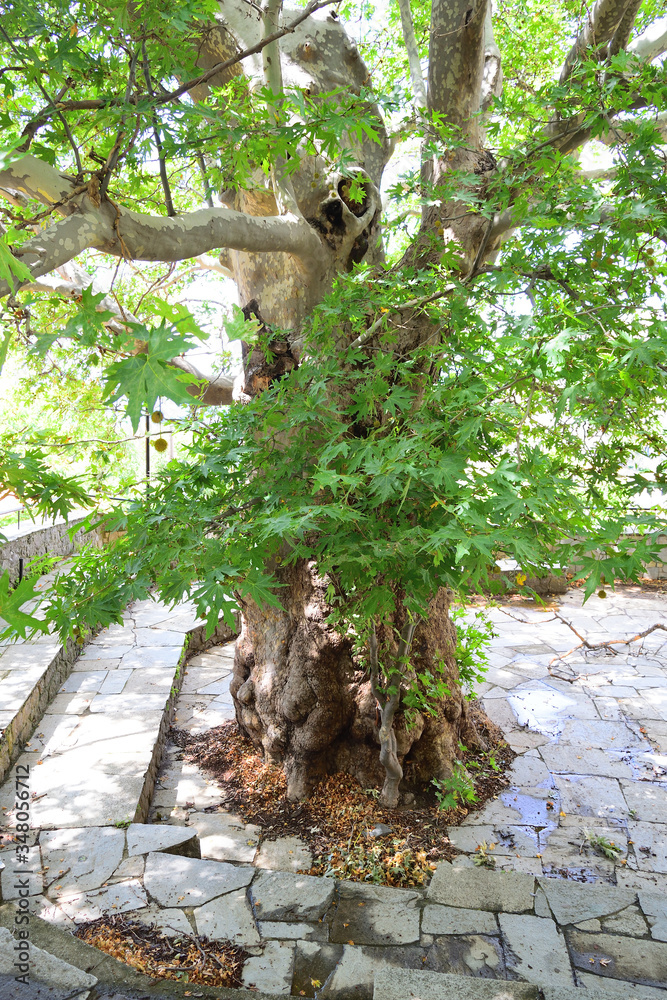 城市花园-希腊萨莫特拉基岛乔拉的Platanus（梧桐树），爱琴海