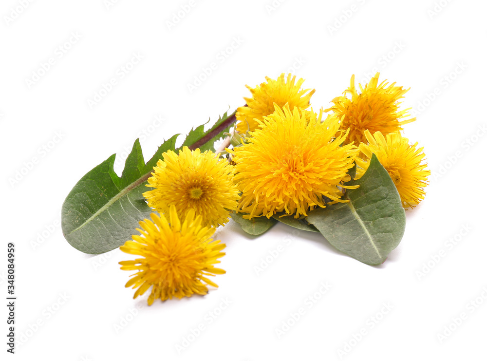 Fresh dandelion plant on white background