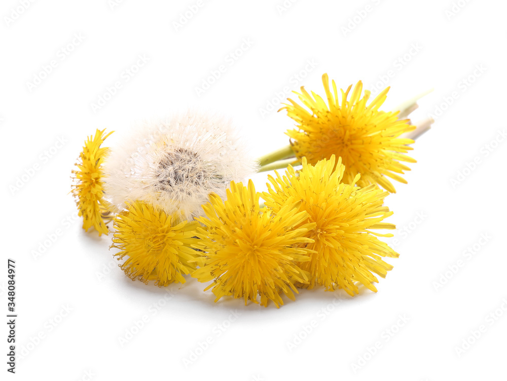 Fresh dandelion flowers on white background