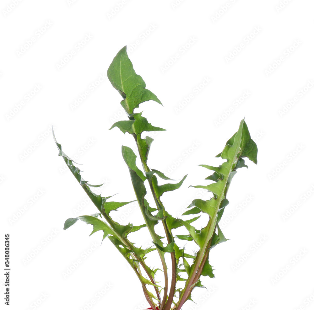 Fresh dandelion plant on white background