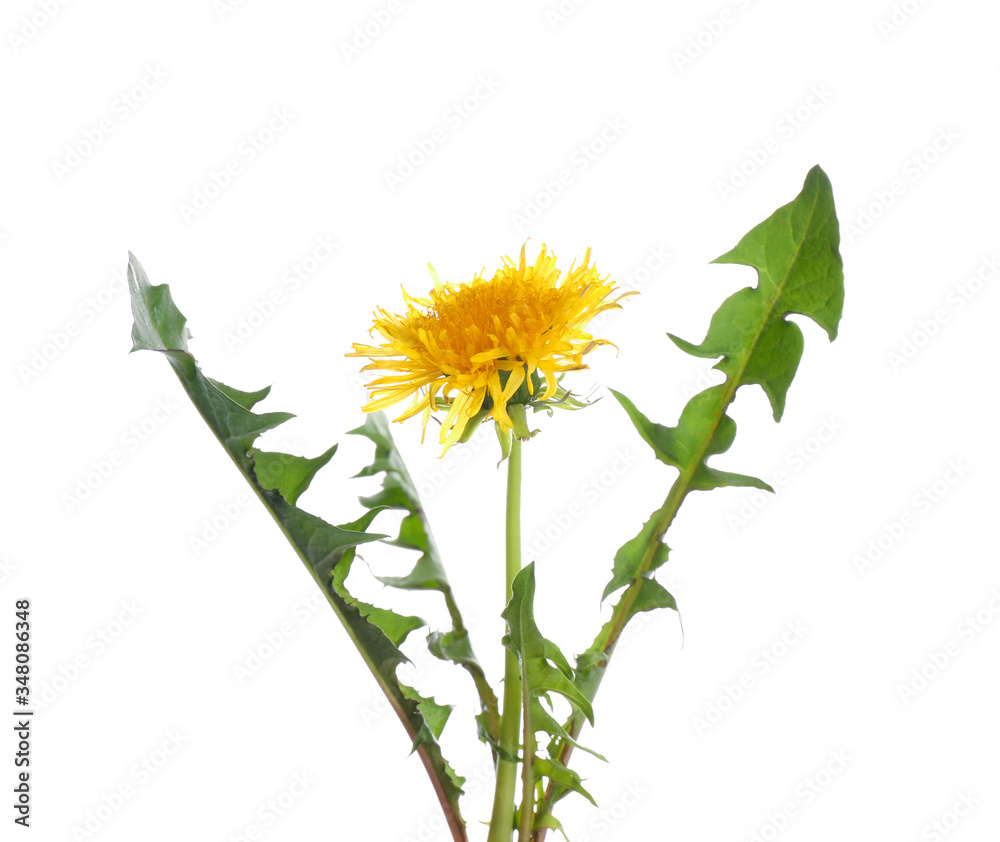 Fresh dandelion plant on white background