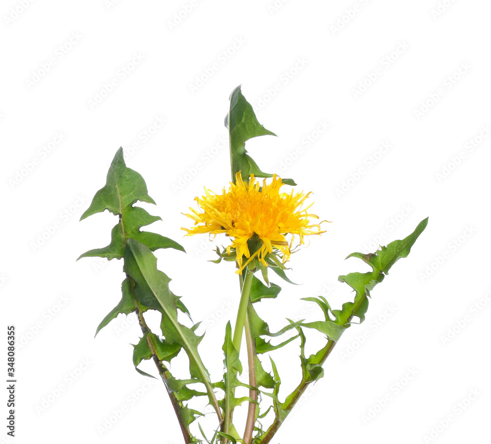 Fresh dandelion plant on white background